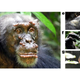 Clinical signs of leprosy in an adult male chimpanzee named Woodstock can be seen along his face, hands, and scrotum.